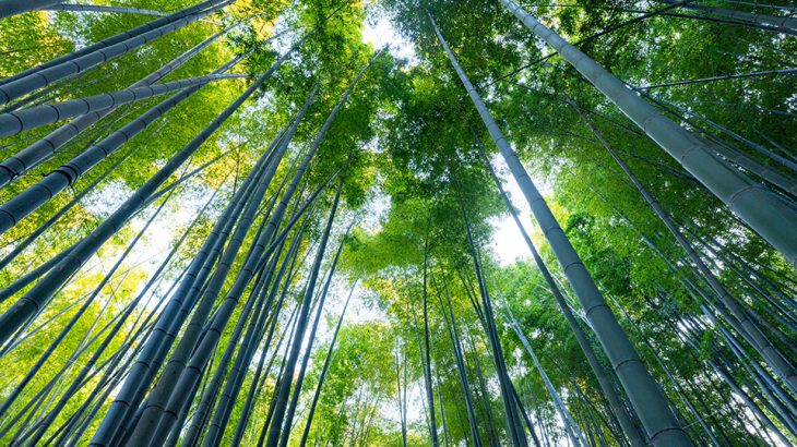 『報国寺』竹の庭が有名な鎌倉の竹寺！ミシュランガイド三ツ星の人気観光地！